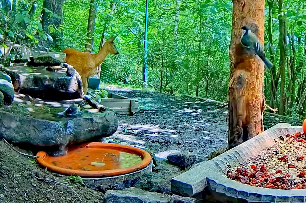 livebirdspoland_ebe729fa35baeab7f1f86786c1294896.jpg