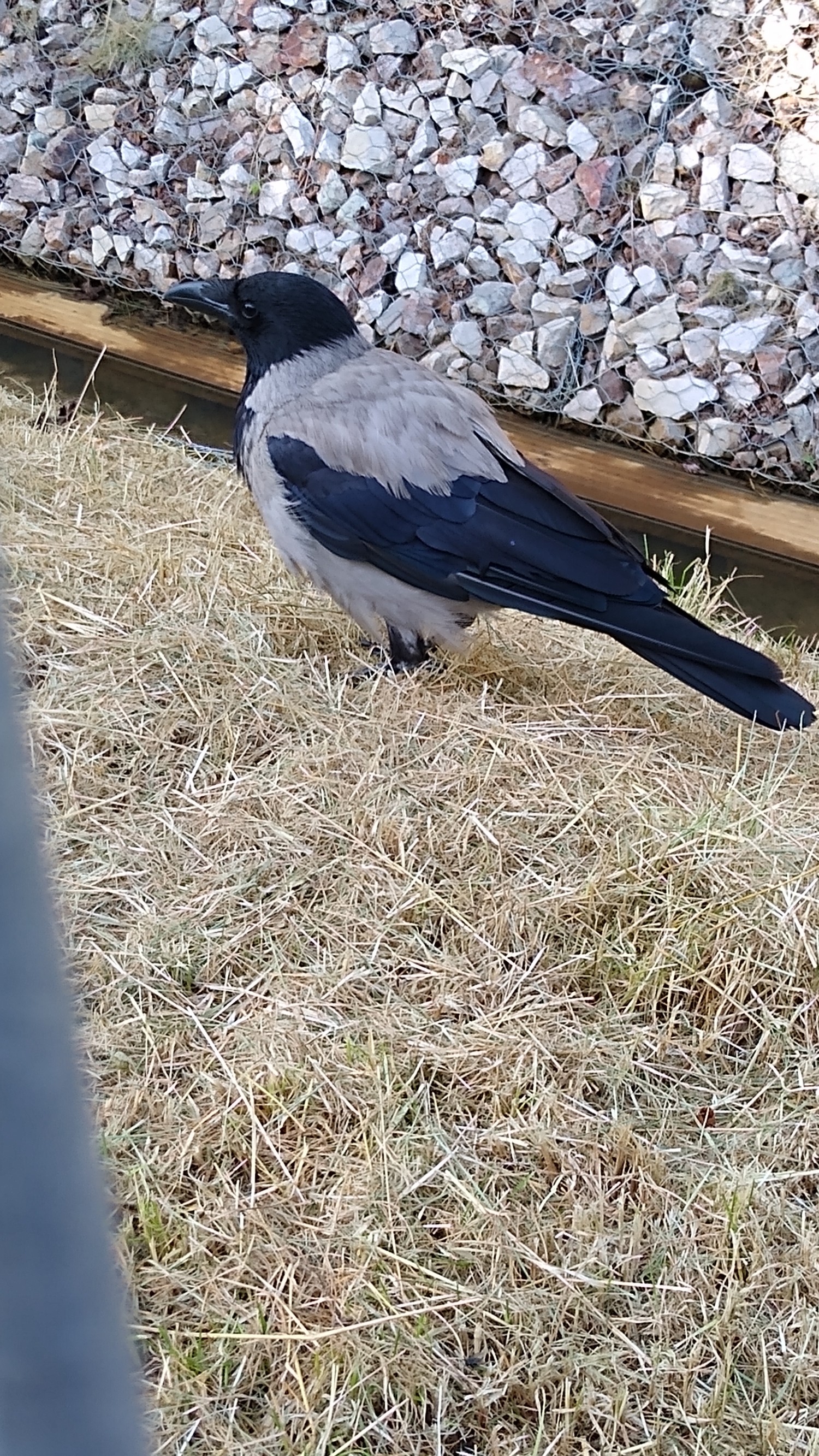 livebirdspoland_92b8574a92683b2a9e1847403bf89547.jpg