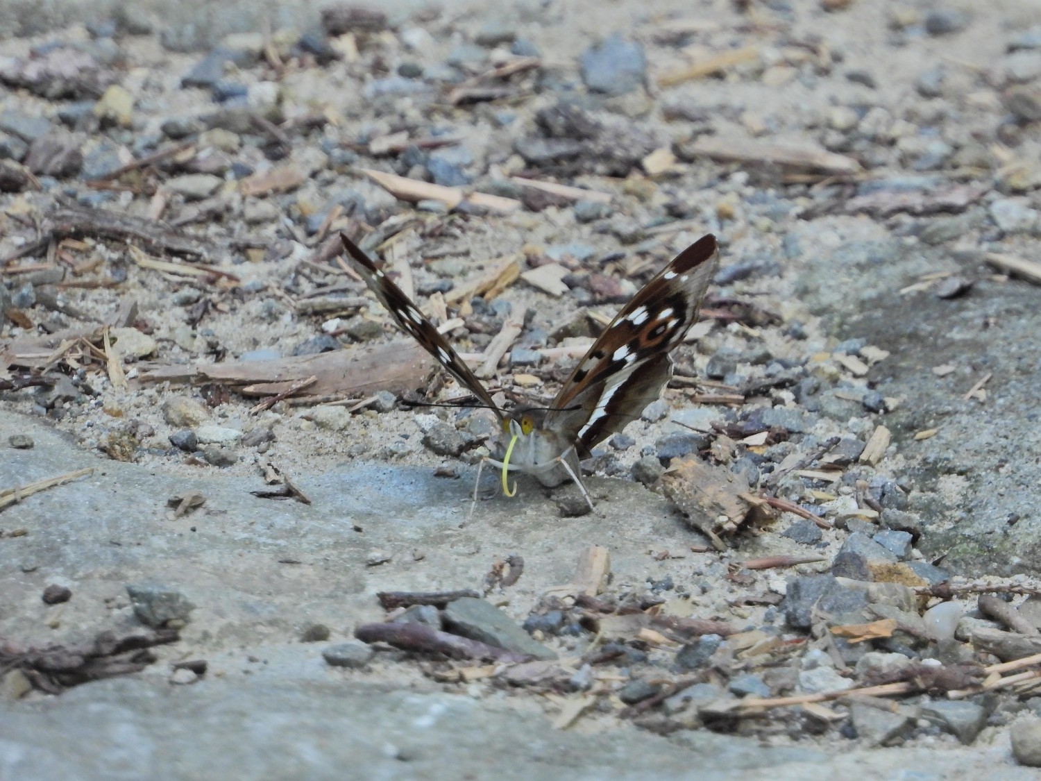 livebirdspoland_793c85d9acf7a4c980645d4992bdddb0.jpg