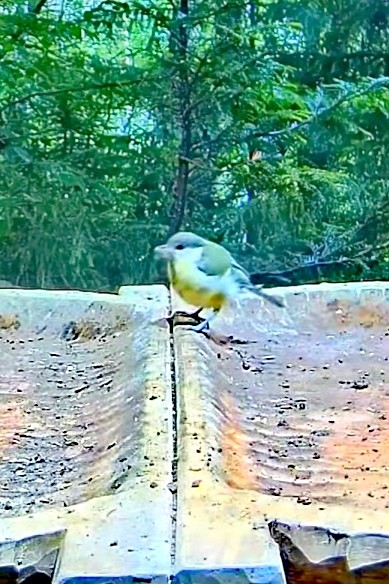 livebirdspoland_e858cd34c9263db574d6212091bde7ed.jpg