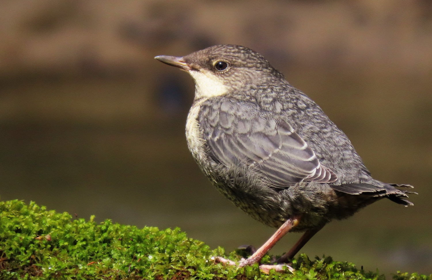 livebirdspoland_2ad9a231f3e3a76e2719499b1a9ca1d3.png