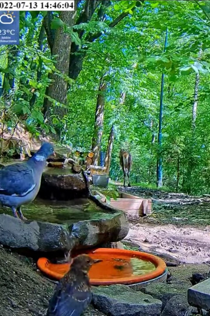 livebirdspoland_4bcf9fe7f172ab5e3d60c081c1e3a0e9.jpg