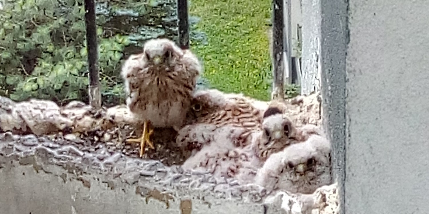 livebirdspoland_f80f58778cc0cbfc8a71cfe65f8368c4.jpg