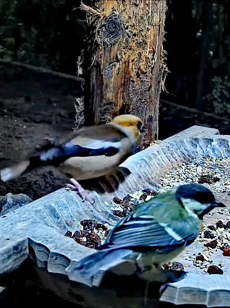 livebirdspoland_3e93895245ef5f63fdd565fd7f2bdab8.jpg