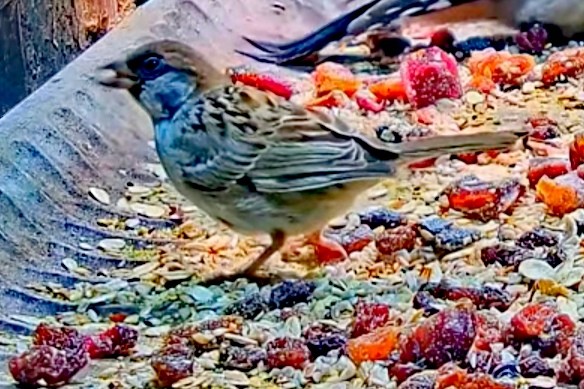 livebirdspoland_ada3c5299c2cb4dfe218c979df096e40.jpg