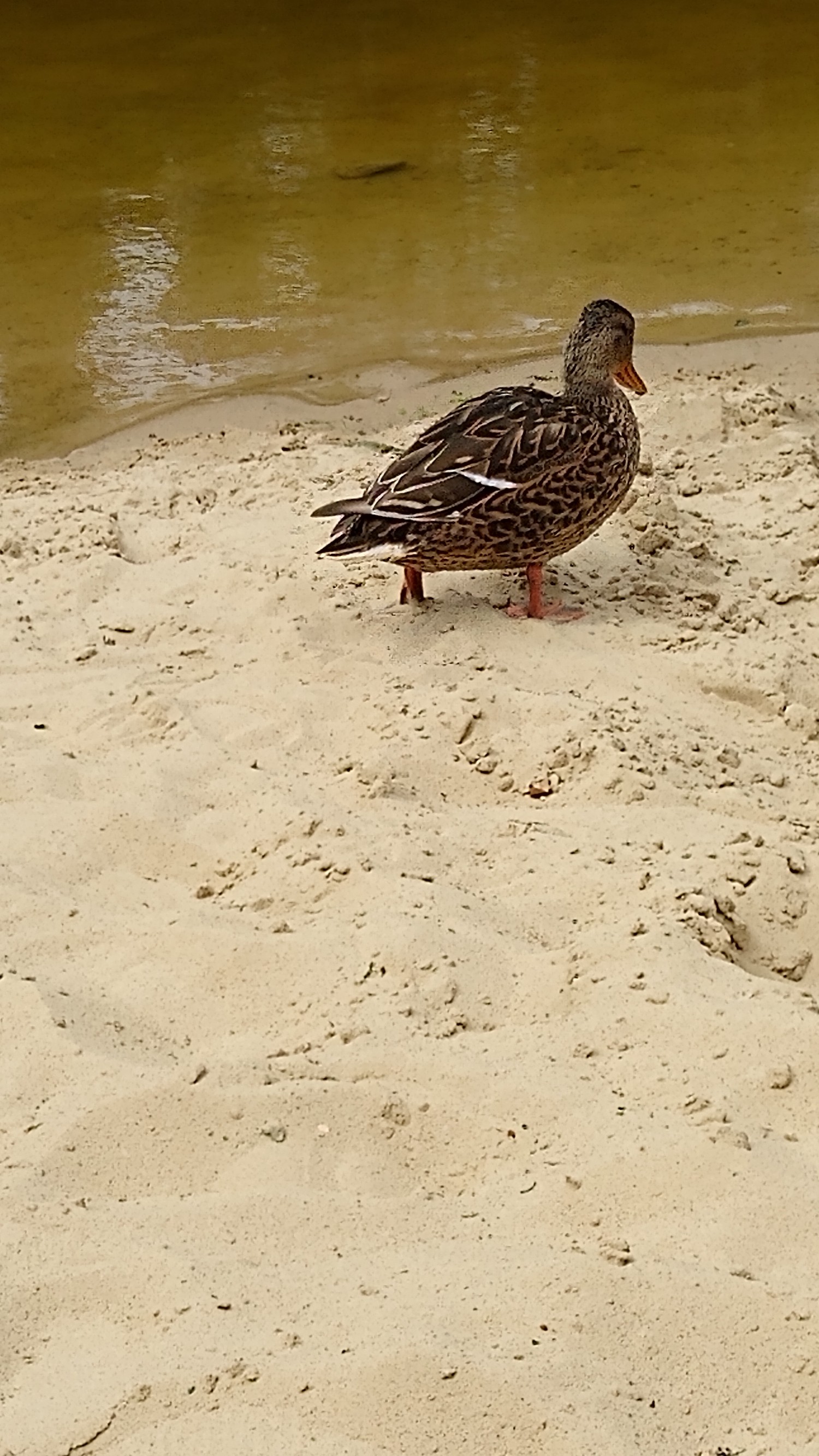 livebirdspoland_f8116d5d252fad019ff1f4e36ca2ec45.jpg