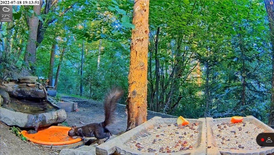 livebirdspoland_0fa049a77022c143b5abd015bd8d31dc.jpg