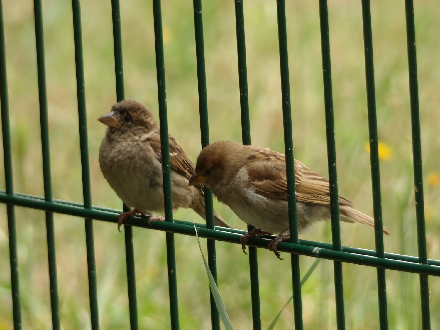 livebirdspoland_10e9bfe07c367b63403b95e7b809c313.jpg