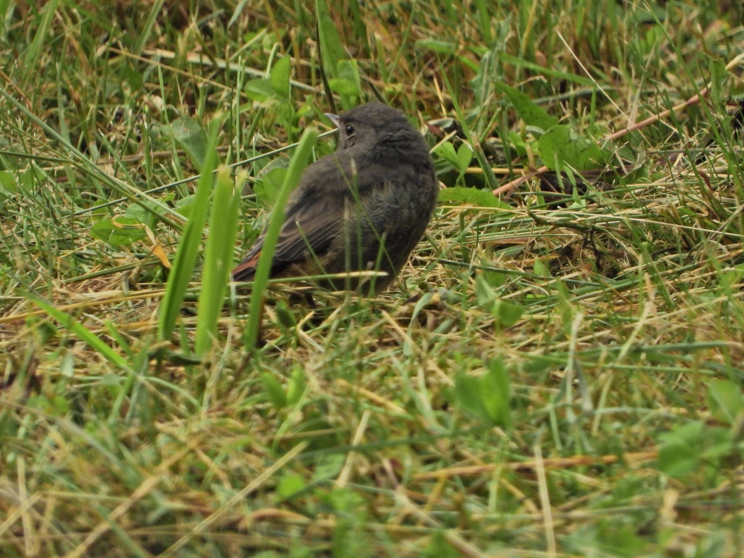 livebirdspoland_a7c6c2a652c4ea92dc5675a4784cb56a.jpg