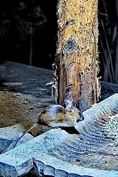 livebirdspoland_5c16f3f5dfb40dd45a9dac5445aae52a.jpg