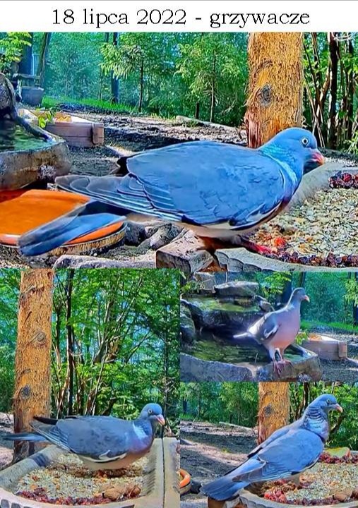 livebirdspoland_d8d673a1f0c0f558c97d8d3d9f640e5c.jpg