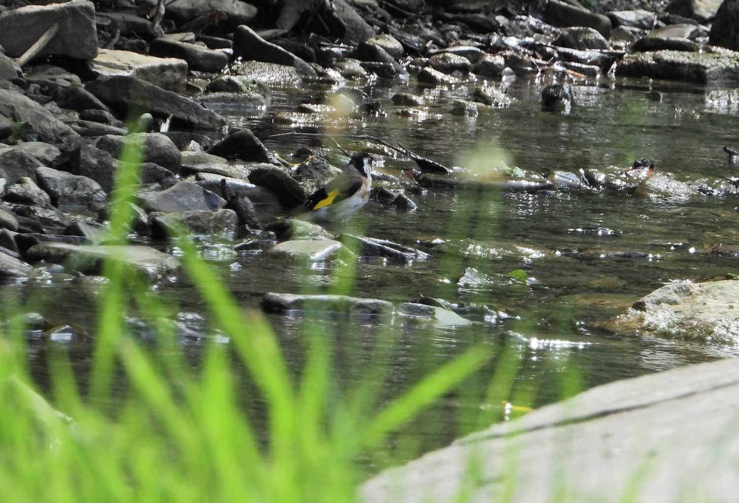 livebirdspoland_630dfbb1c216d3e6c99ea361ea33ffd7.jpg