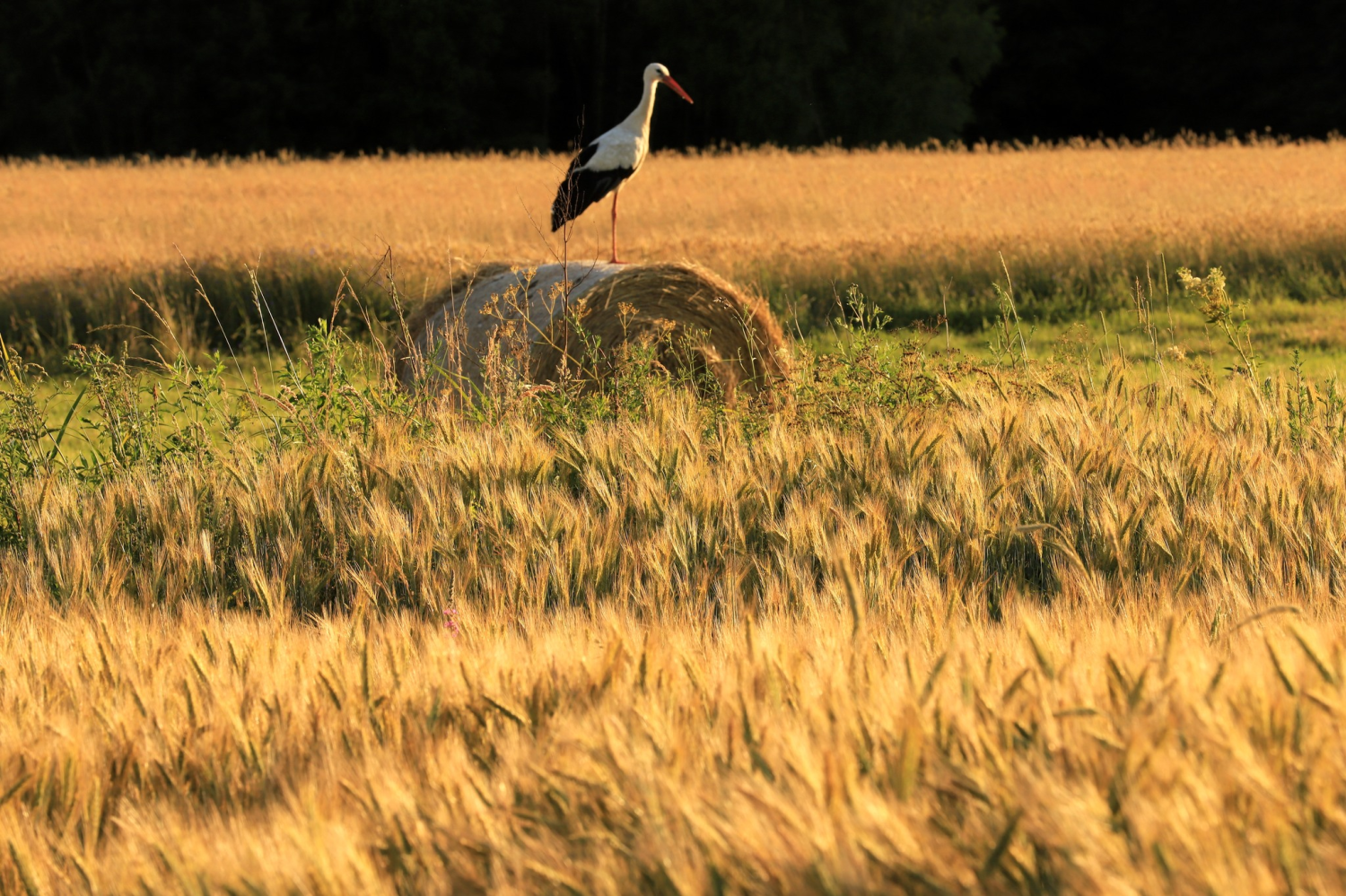 livebirdspoland_499f4352c9daf3010401b7b10ff6be1f.png