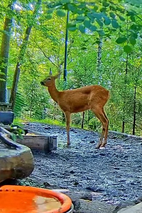 livebirdspoland_468c6eca1672ac900c959e15756ef6d2.jpg