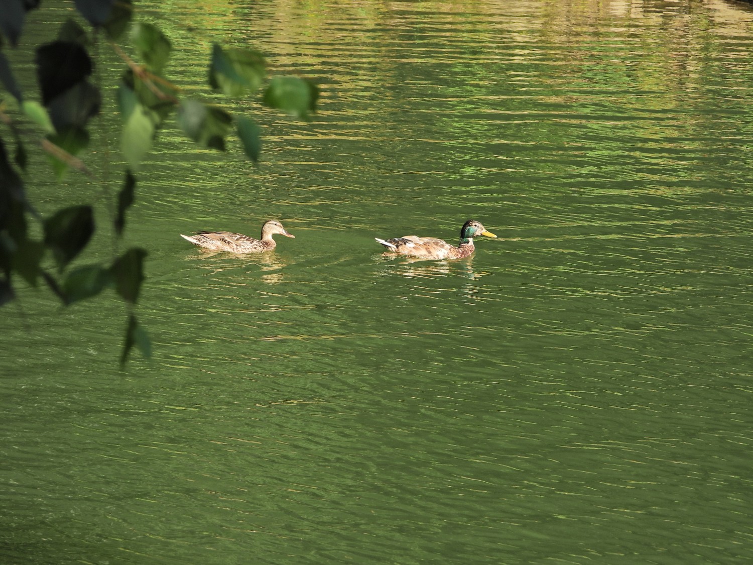 livebirdspoland_20010727ef9ea37184d61f42d2bab7a7.jpg