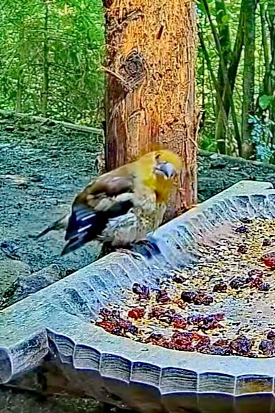 livebirdspoland_ff0fc901fc653b38aeeef646dd83eb11.jpg