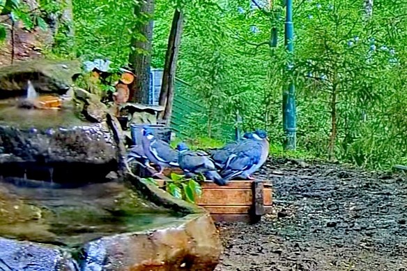 livebirdspoland_c3392389a2291ec88364ccf1a702a456.jpg