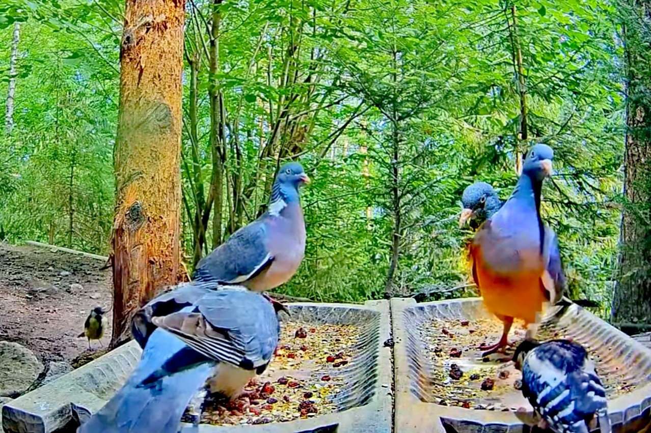 livebirdspoland_264b7789317b2cbfc08cf2ecb713b30c.jpg
