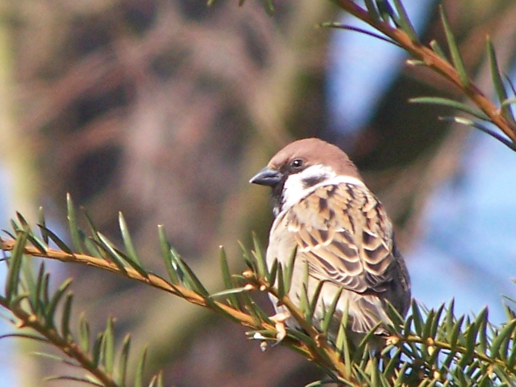 livebirdspoland_ee65e863b76ea682e8735039f4173bd8.jpg