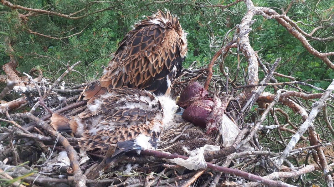 livebirdspoland_5205bd37491d2b887cb749ac5b686bd8.png