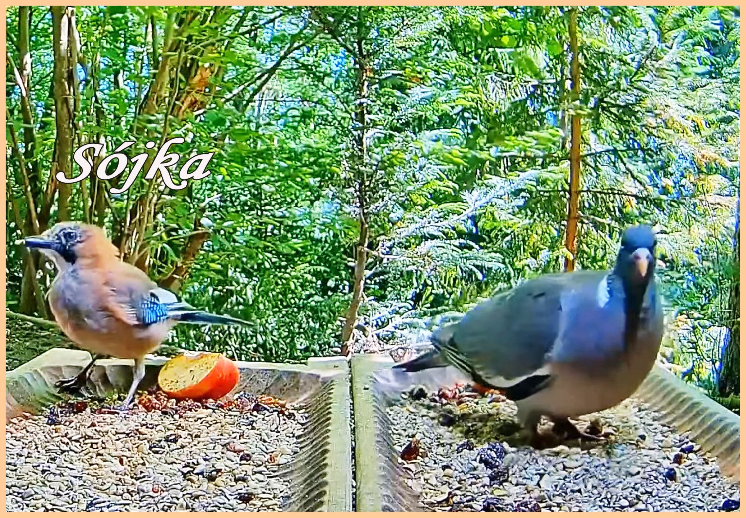 livebirdspoland_885fe37f1622519e54b9f54d43d51aaf.jpg