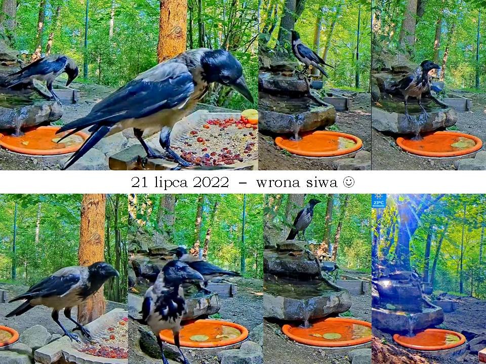 livebirdspoland_a44a8fb1ea5507a455f2643c1d0a8980.jpg