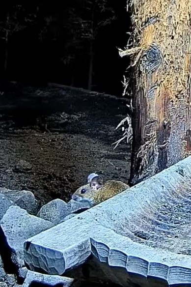 livebirdspoland_d672a71c48b302d38963be15696184ea.jpg