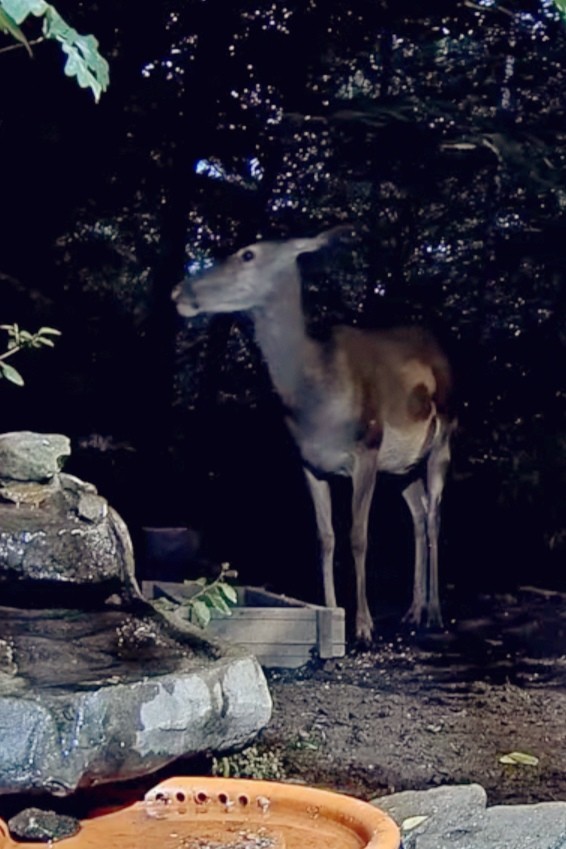 livebirdspoland_3b492d6f56a653dc31ad8ba8f299d378.jpg