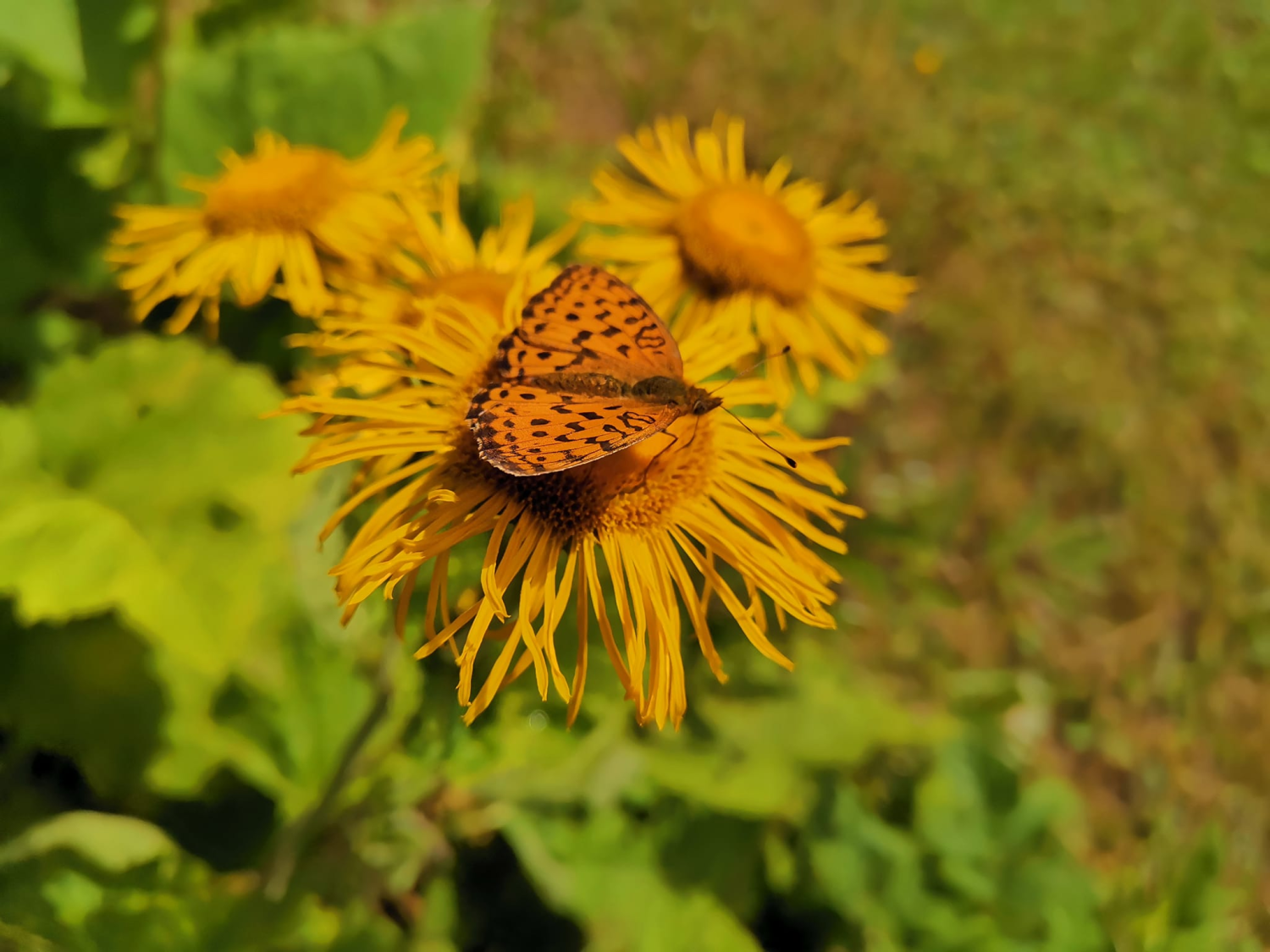 livebirdspoland_eaedc1b8e4dd3af0f490652f509b8345.png