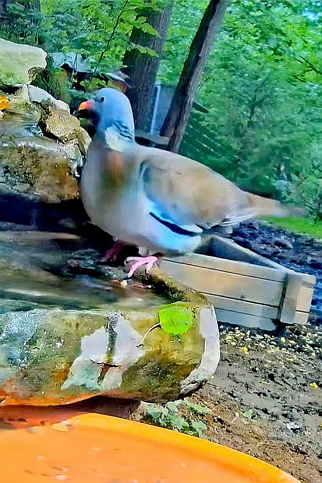 livebirdspoland_40d7a2611598aad348d7ab648543ea68.jpg