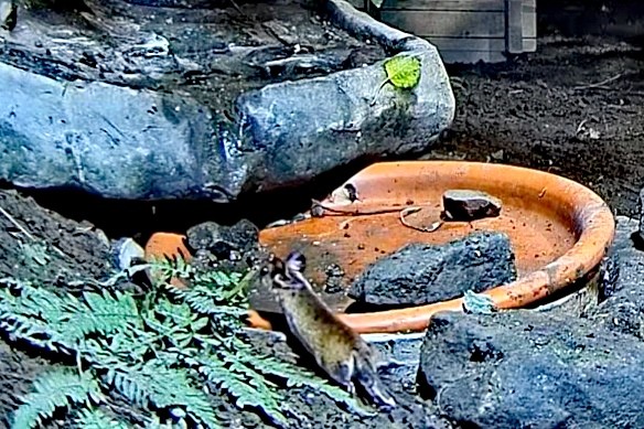 livebirdspoland_340e8cc30a8519c5837f22bb0eab6b3b.jpg