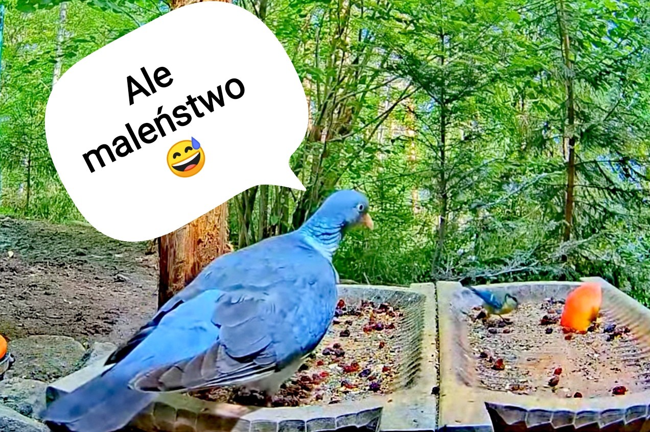 livebirdspoland_9e5facfb7db95882a70d661ac2cb36ad.jpg