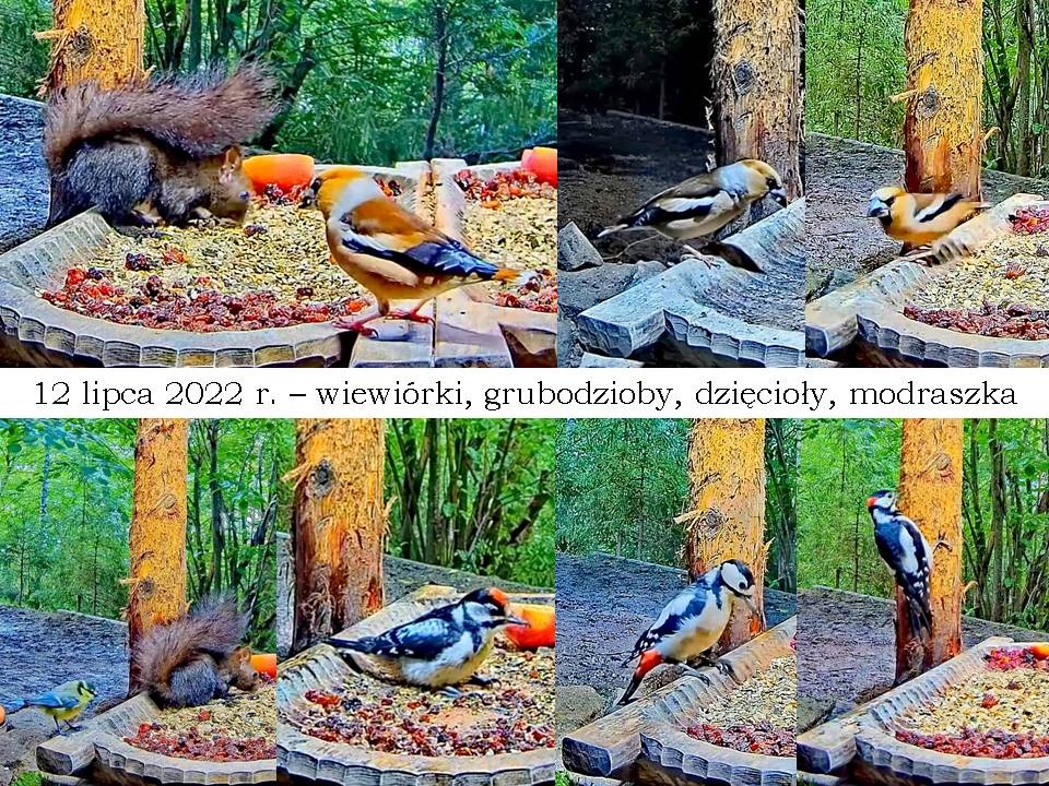 livebirdspoland_8fb7c8a593a8714526d3d190a685d047.jpg