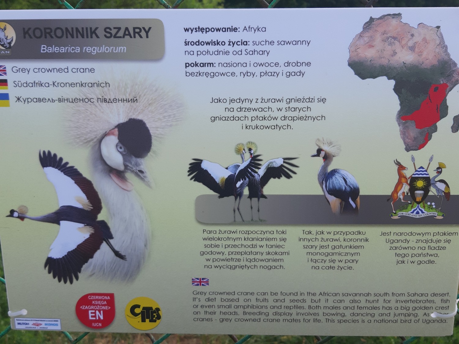 livebirdspoland_9cb2afe1faed21b5f4de3e6659115a08.jpg