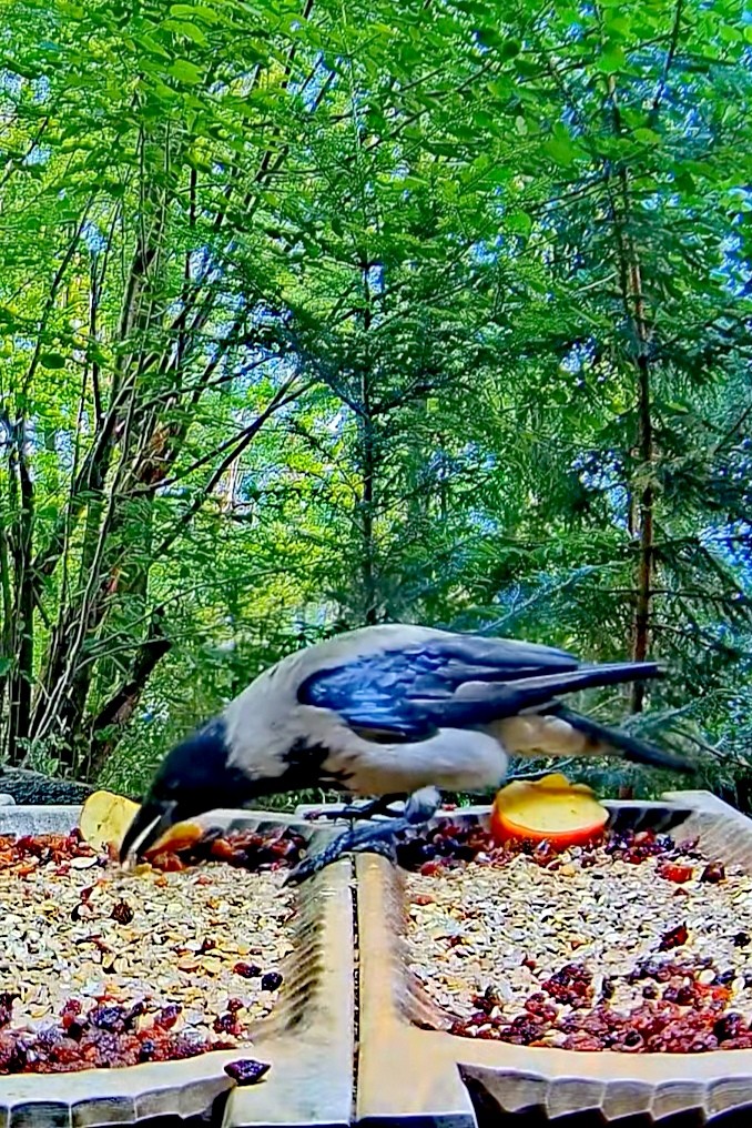 livebirdspoland_59962568affafe51ea4654235d638e12.jpg