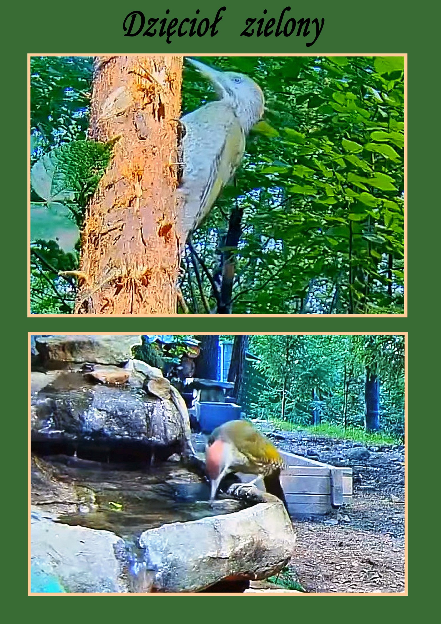 livebirdspoland_1dc694be6995e34182a5e6894839e5d1.jpg