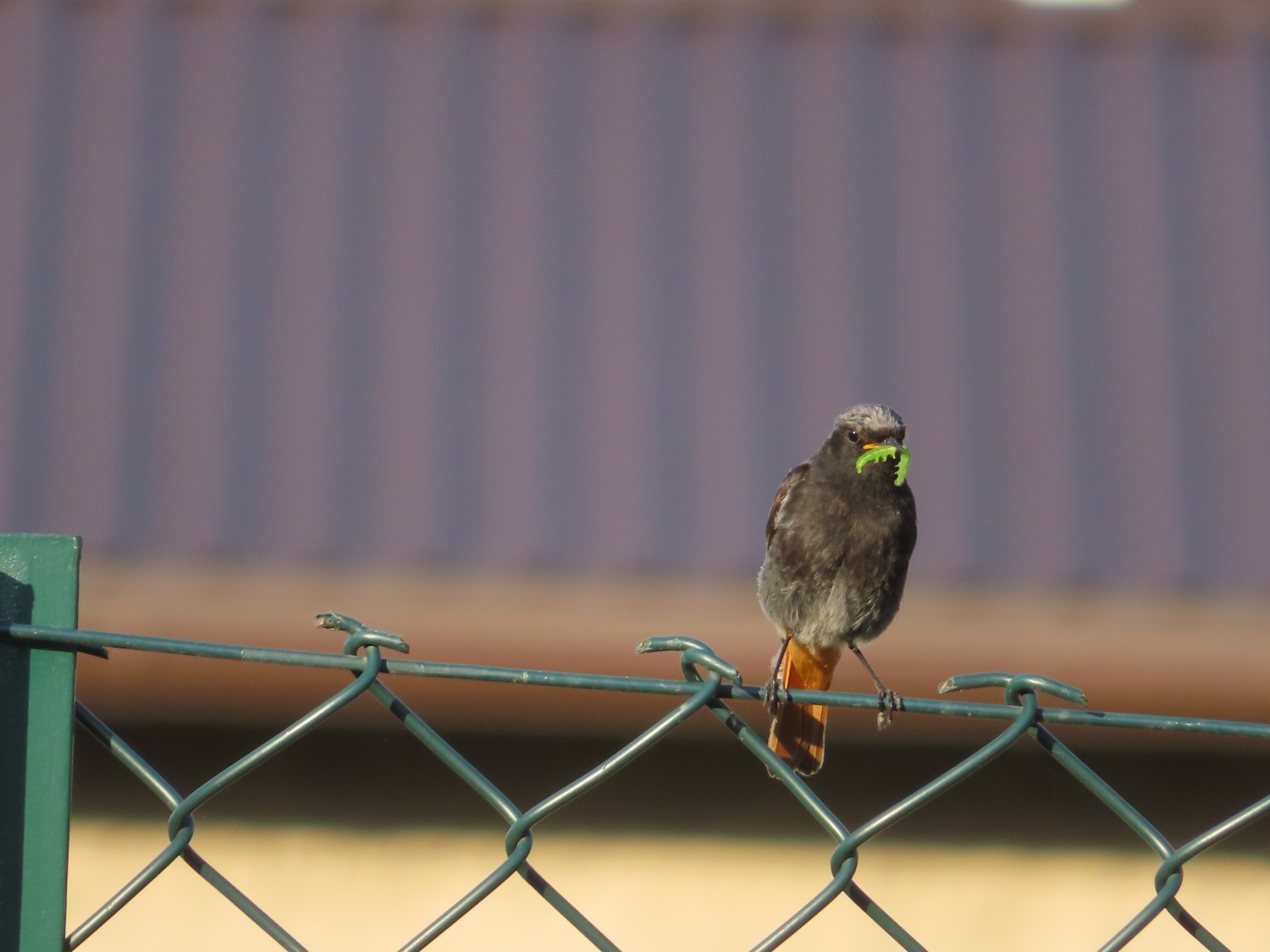 livebirdspoland_d2d2fb0a921c27ecd6c9afc22233c76e.jpg