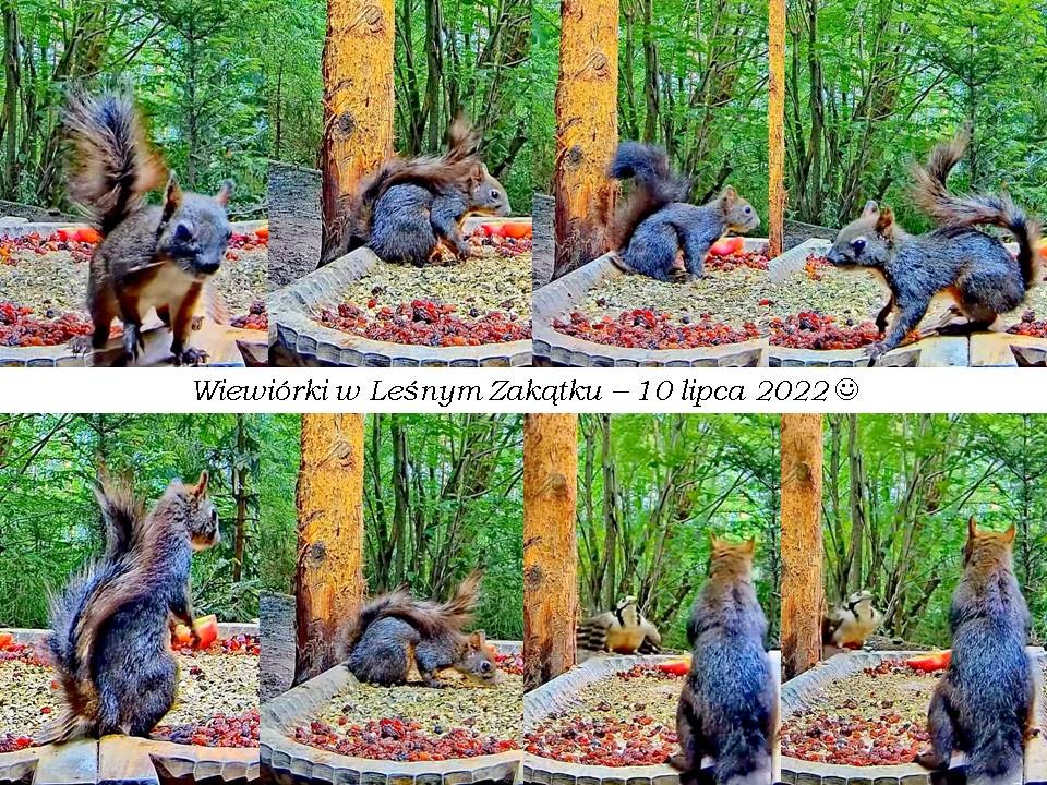 livebirdspoland_dd0382df1790511941319180aca02405.jpg