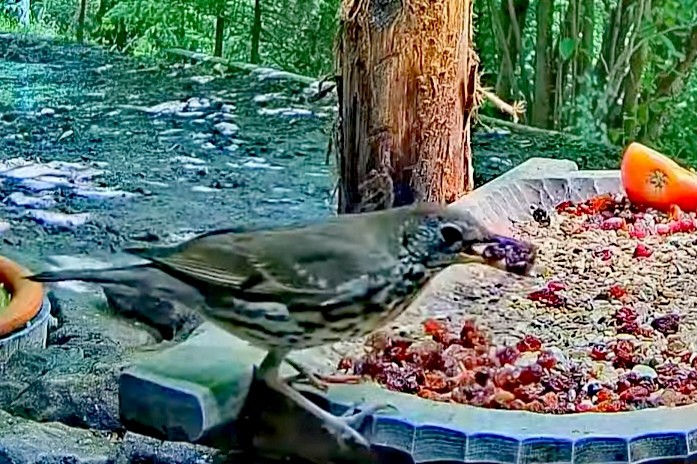 livebirdspoland_440e51c42a6ad5f86df0eee763059336.jpg