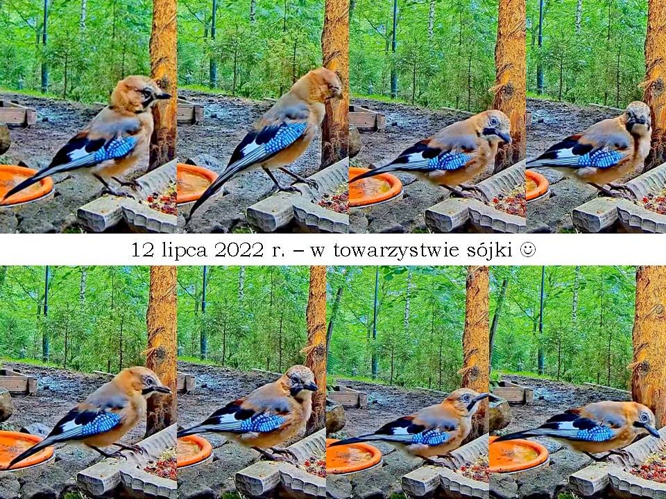 livebirdspoland_5abd870909671cc988ea65eeebcce361.jpg