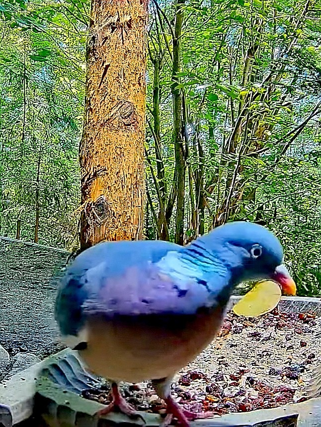 livebirdspoland_d1fe4540b4bab49abf97153d326f1b87.jpg