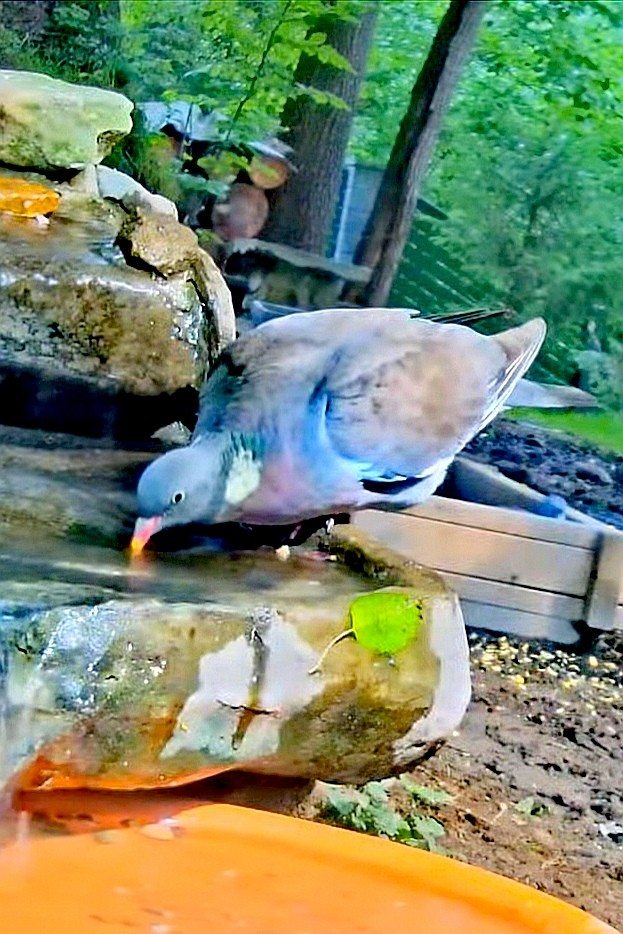 livebirdspoland_416ba8d597923c8f2ce04f7bd7eeb07e.jpg
