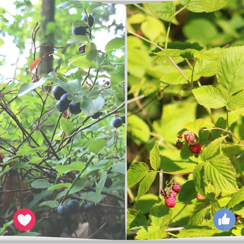 livebirdspoland_a61f5c34c3ff161304159f8ba772b5c4.png