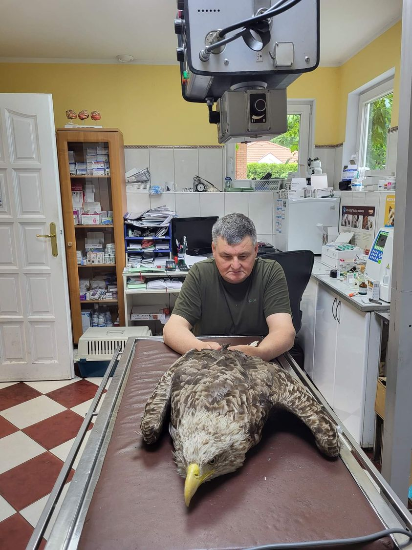 livebirdspoland_208ec26c9b58d02a3143ba3629faaa4f.png