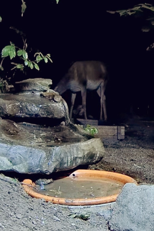 livebirdspoland_85d1895d3795c48b5f2589fe066e04e4.jpg