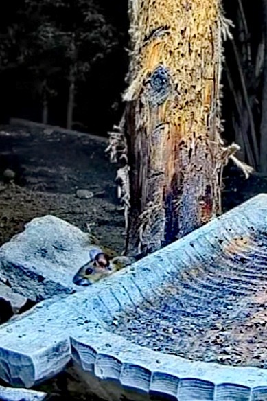 livebirdspoland_82469884d9c5622e06c600d868d916a5.jpg