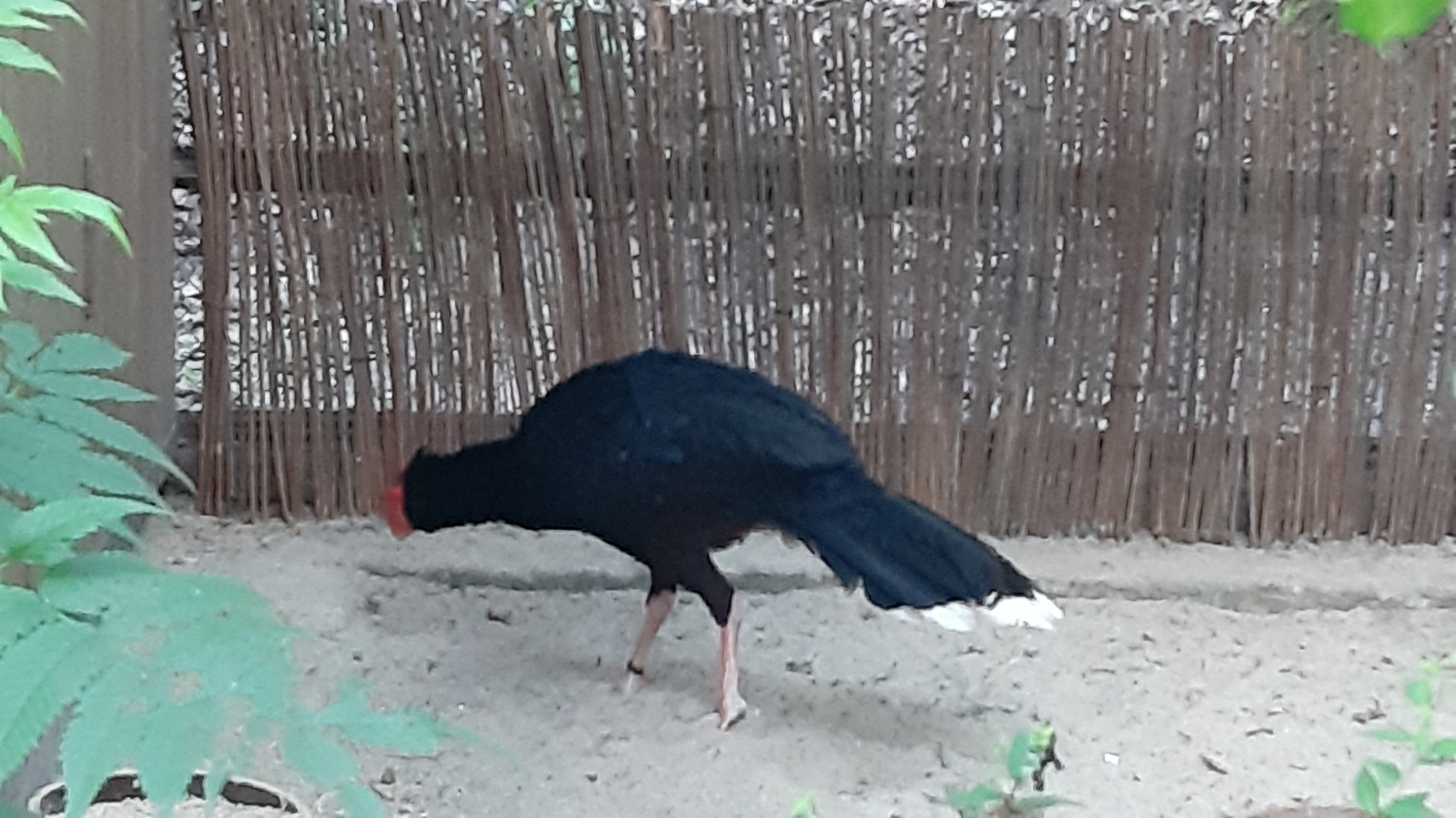 livebirdspoland_f898ef7450be26708c75485e759b9d24.jpg