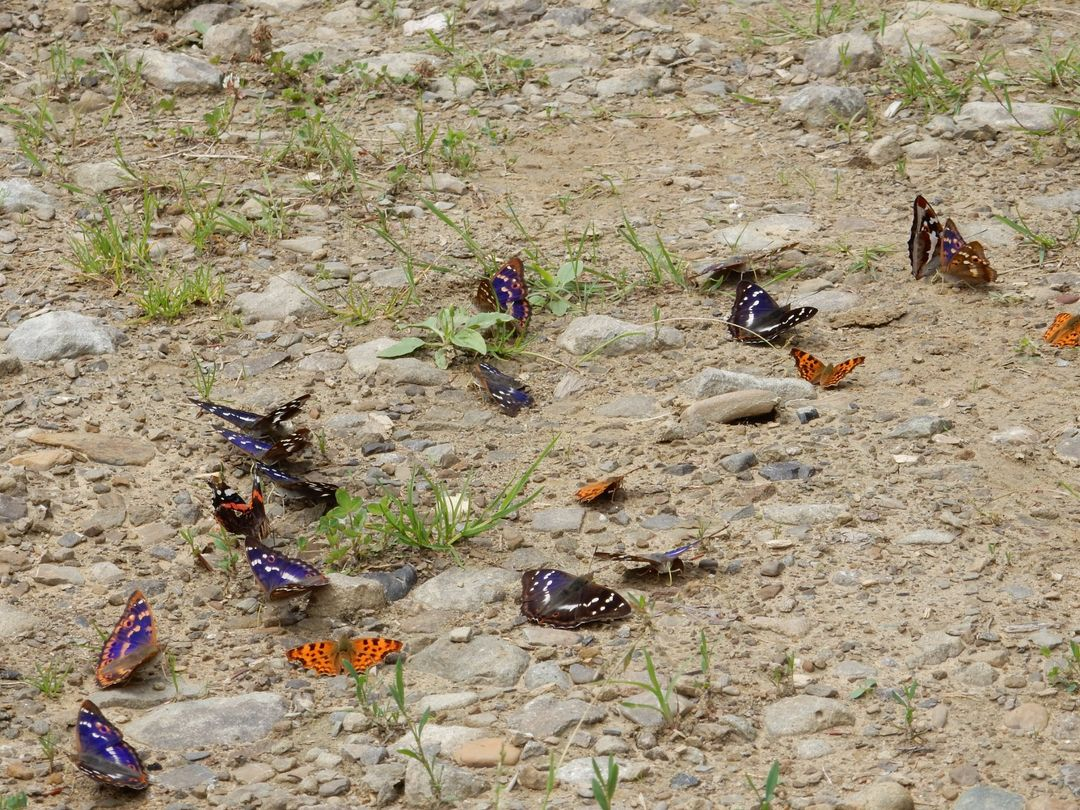 livebirdspoland_9dd72858a8d405cdce8d925fe1d0c878.png
