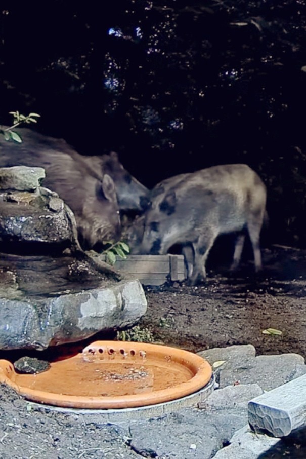 livebirdspoland_0b3f667c8e00240c0dbca6da1636bcb1.jpg