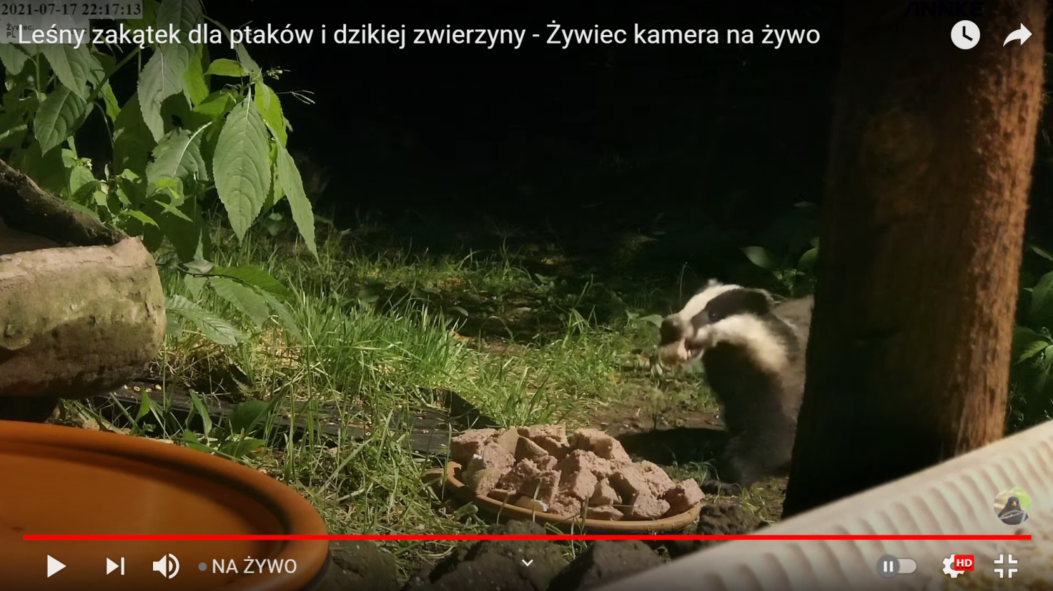 livebirdspoland_4c7ba4a473c13b23a5607823231d256e.png